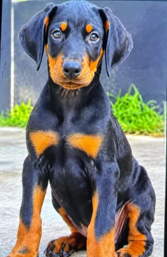 Venda de filhote dobermann