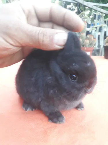 Coelho anão netherland dwarf padrão show