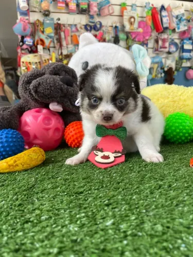 Oi Chihuahuainha macho mini chocolate 