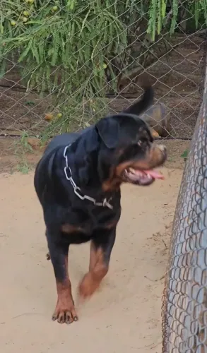 Filhotes de Rottweiler padrão alemão