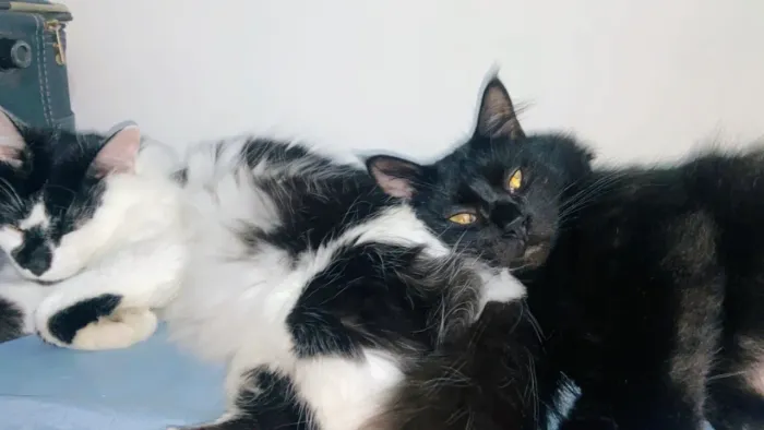 Gatos castrados vermifugados para doação