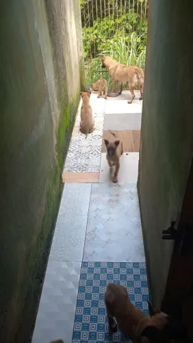 Pastor belga malinois 