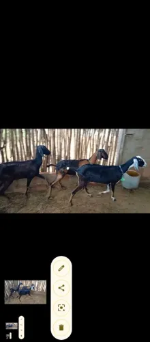 Cabras anglonubianas