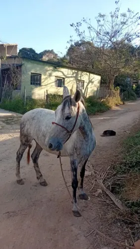 Cavalo ? 