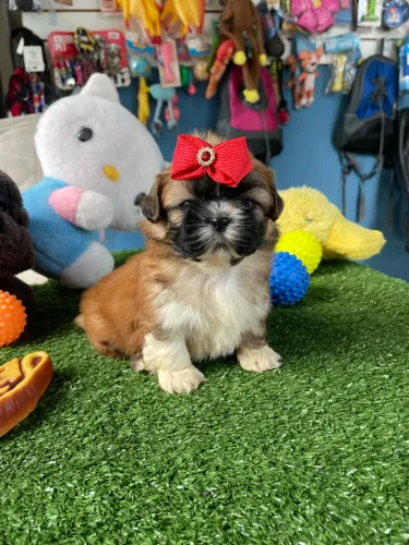 Shih tzu fêmea mini $2.200,00