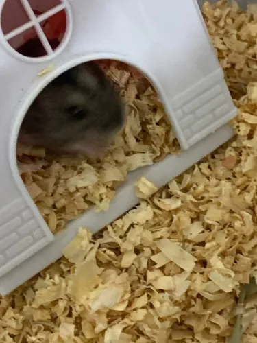 Hamster a venda