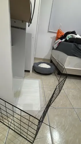 Cercadinho cachorro