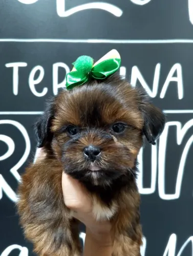 Lindos filhotes de porte pequeno, Shihtzu, Basset, Spitz - Entrega Gratis