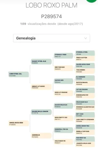 Garanhão Quarto de Milha