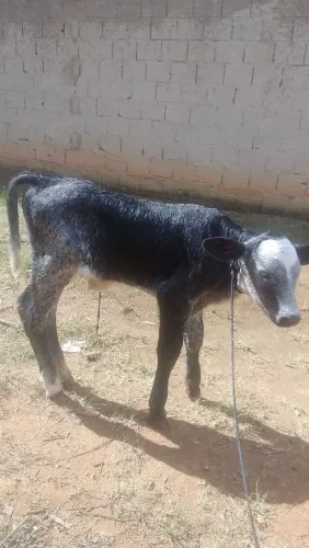 Bezerro holandês