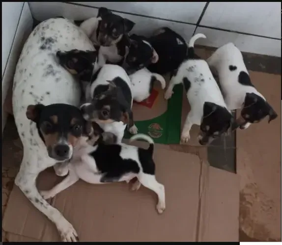 pinscher x fox CHAMA 9975I649I entrego só paga ao receber *