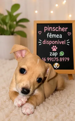 Fêmea de pinscher disponível. Zap *