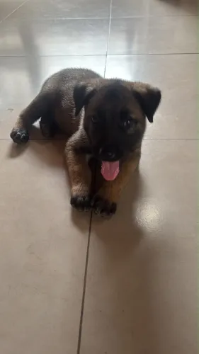Filhote pastor belga malinois