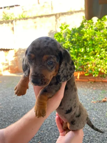 cachorro salsicha dachshund