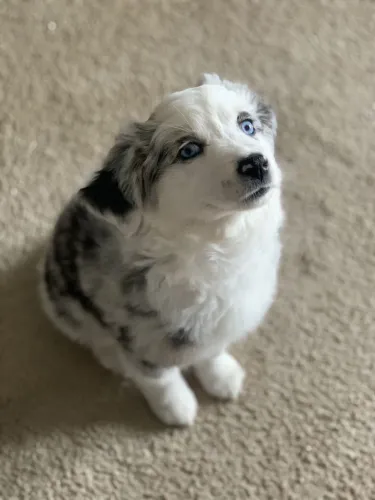 Border Collie - O Cachorrinho Que Vai Ser O Melhor Centro Das Atenções 