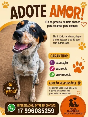 Animais perdidos 