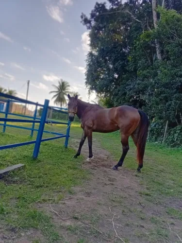 Cavalo De Direita
