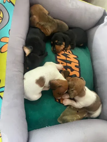 Filhotes de Salsicha (Dachshund) 