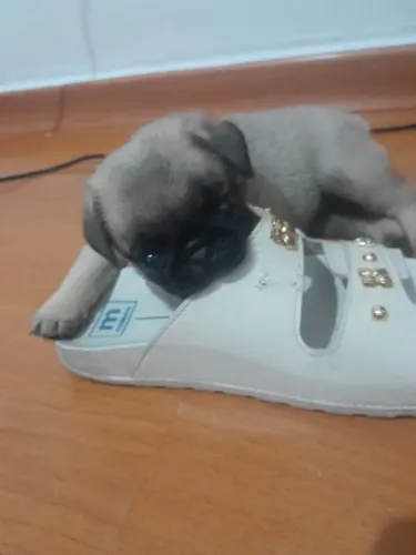 Filhotes de pug