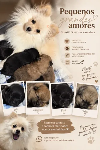 Lulu da Pomerânia - Spitz Alemão