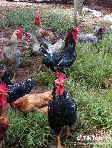 Galinha sertaneja balão gsb