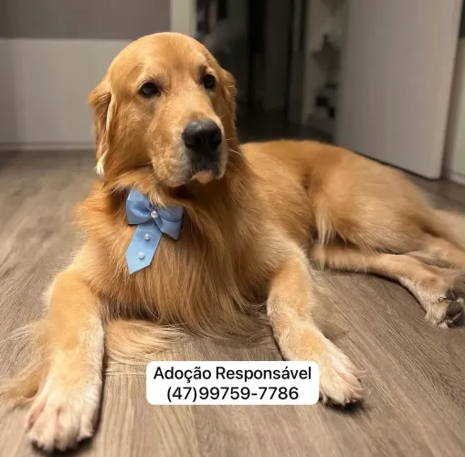 ADOÇÃO RESPONSÁVEL - GOLDEN RETRIEVER