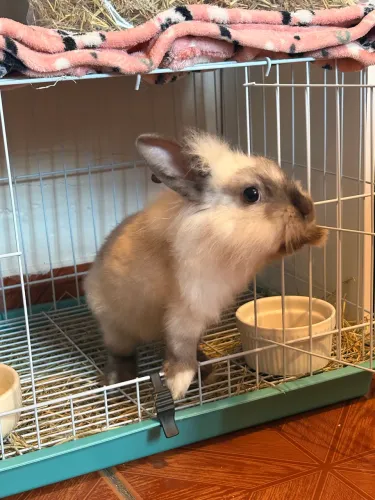 Coelho Lionhead