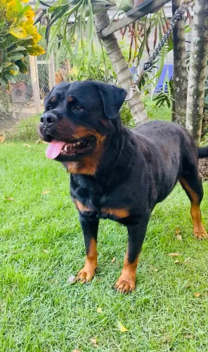 Rottweiler fêmea 4 meses.