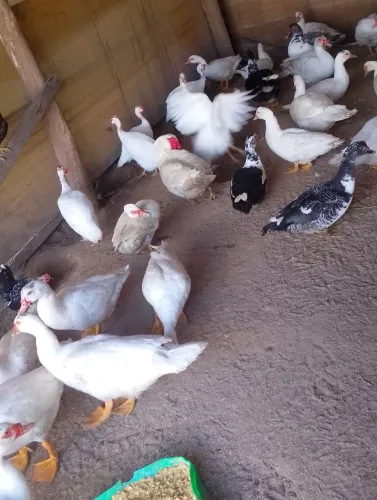 Patos e patas