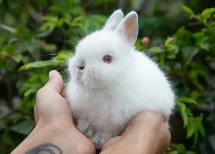 Anão Netherland Filhote - Macho