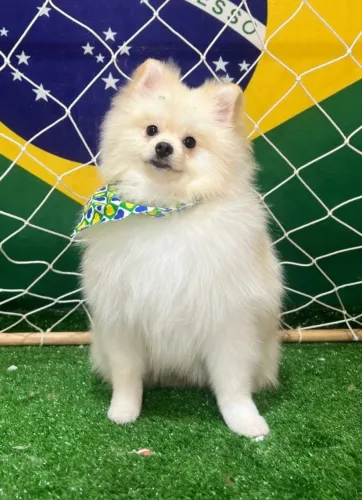 Cachorro filhote spitz Anã ( Lulu da pomerania ) com poodle toy (mãe)