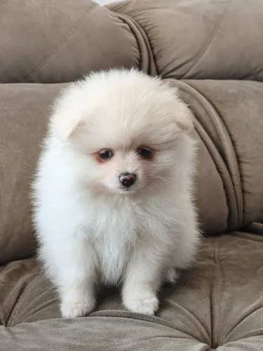 Spitz alemão