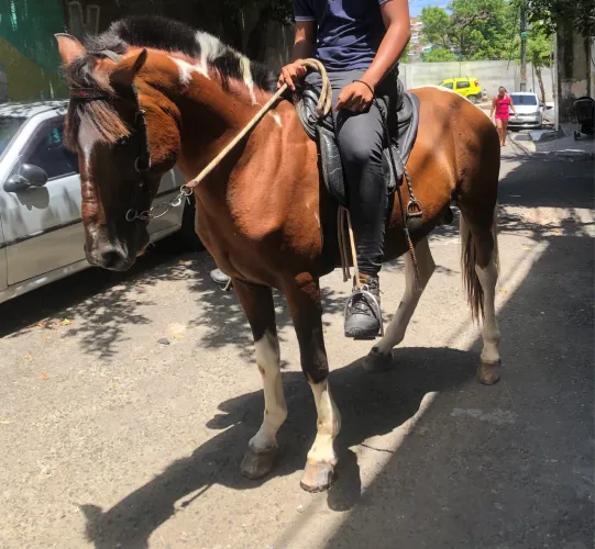 Vendo cavalo