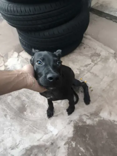 Doação de cachorro Macho 