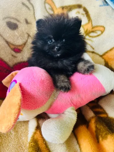 Lulu da pomerania Anao