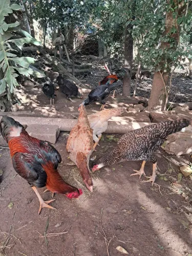 Galinha Índia carijo 