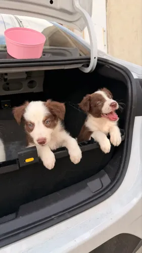 Filhos de border collie 