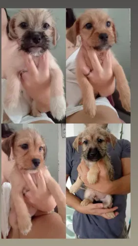 Filhotes machos de Lhasa Apso+ sdr com Lhasa 
