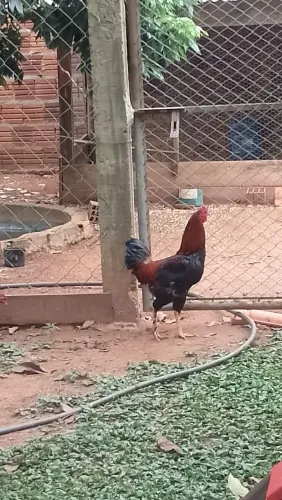 Vendo galo e galinha