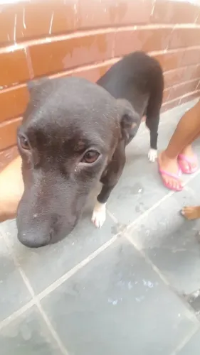 Cachorro 