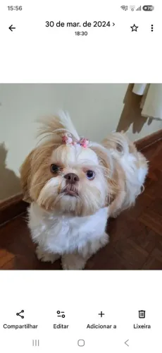 Procuro shihtzu macho