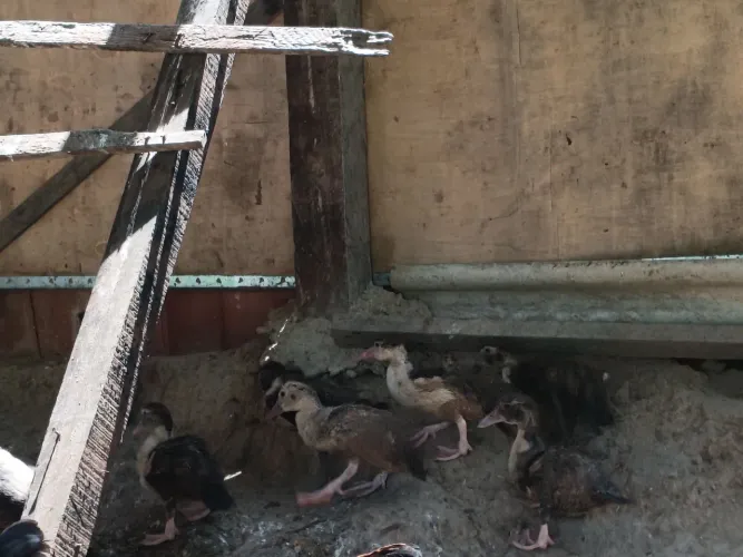 Patos filhotes a venda