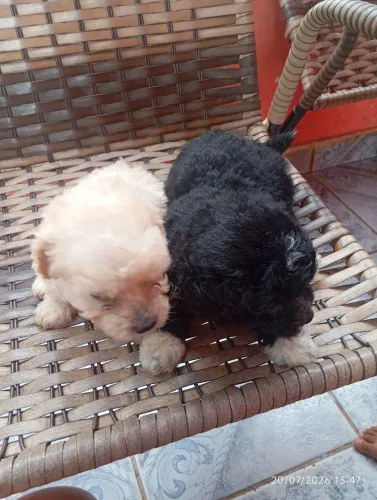 filhote de poodle número 2