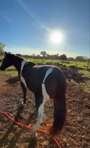 Cavalo 6.000