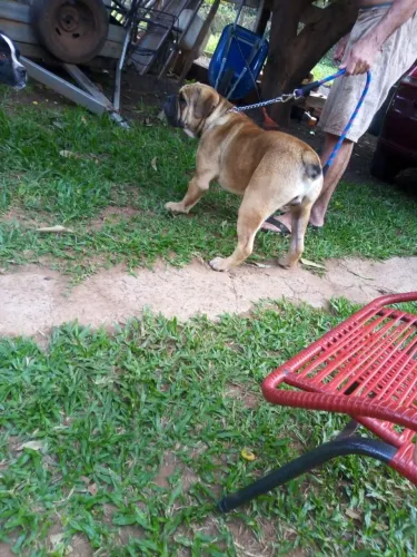 Filhote cachorro