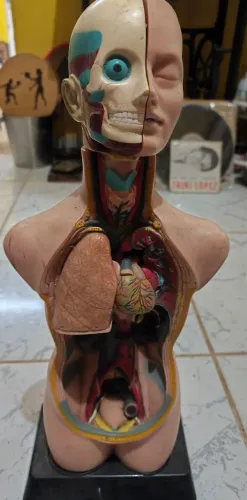 Modelo anatômico de torso humano de 50 cm