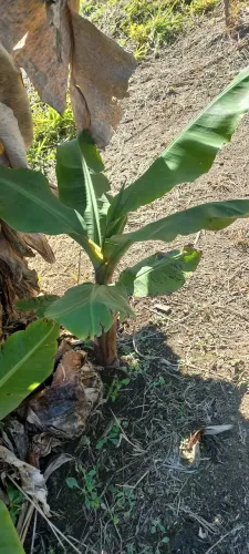 Bananeira anã (muda)