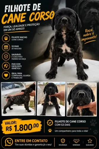 cachorros 