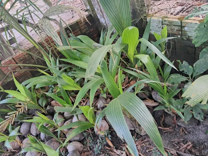 Mudas de coco