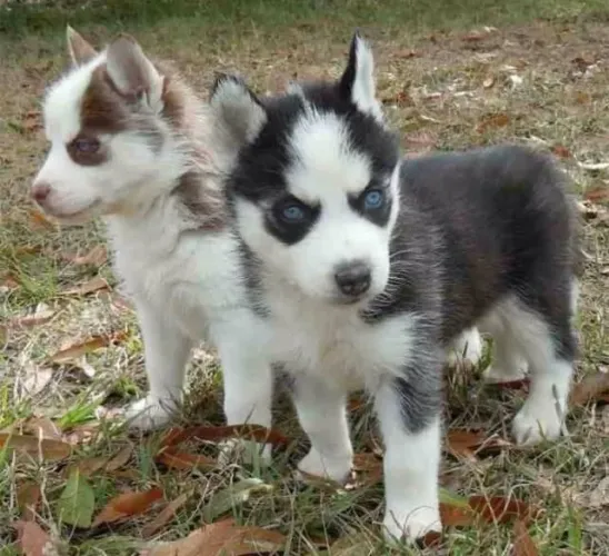 Filhotes De Husky Siberiano - Companhia Que Faz Diferença